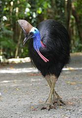 Southern Cassowary